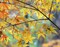 Autumn Maples Poster Print by David Hammond - Item # VARPDXH1522D